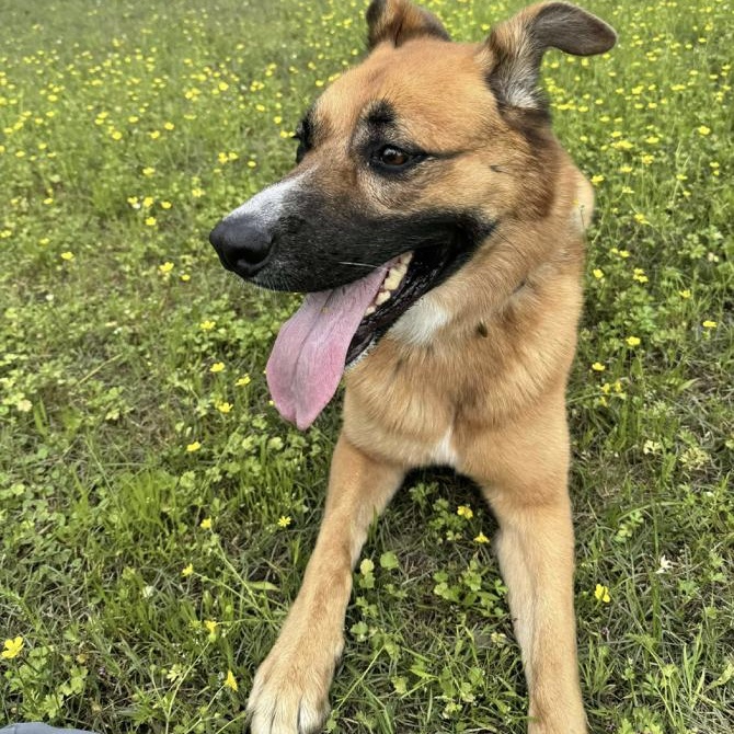 Astra — thumbnail 3