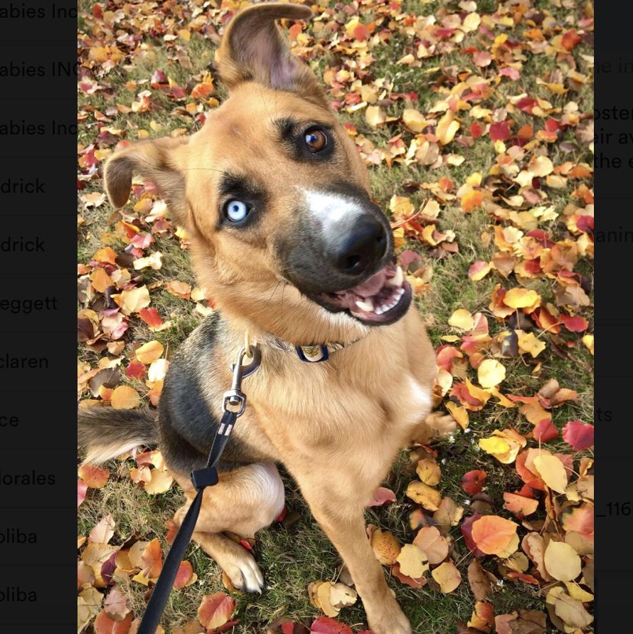 Astra — thumbnail 4