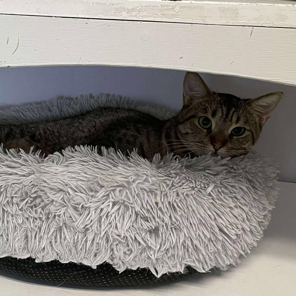 Ferrero, an adoptable Domestic Short Hair in Medford, OR, 97501 | Photo Image 1