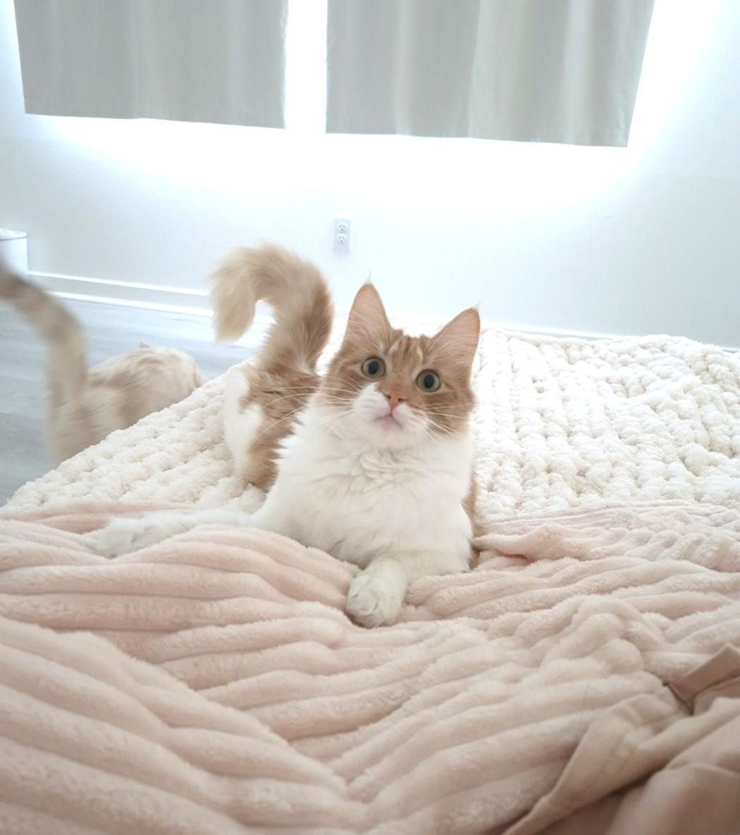 Bliss & Haven thumbnail 2