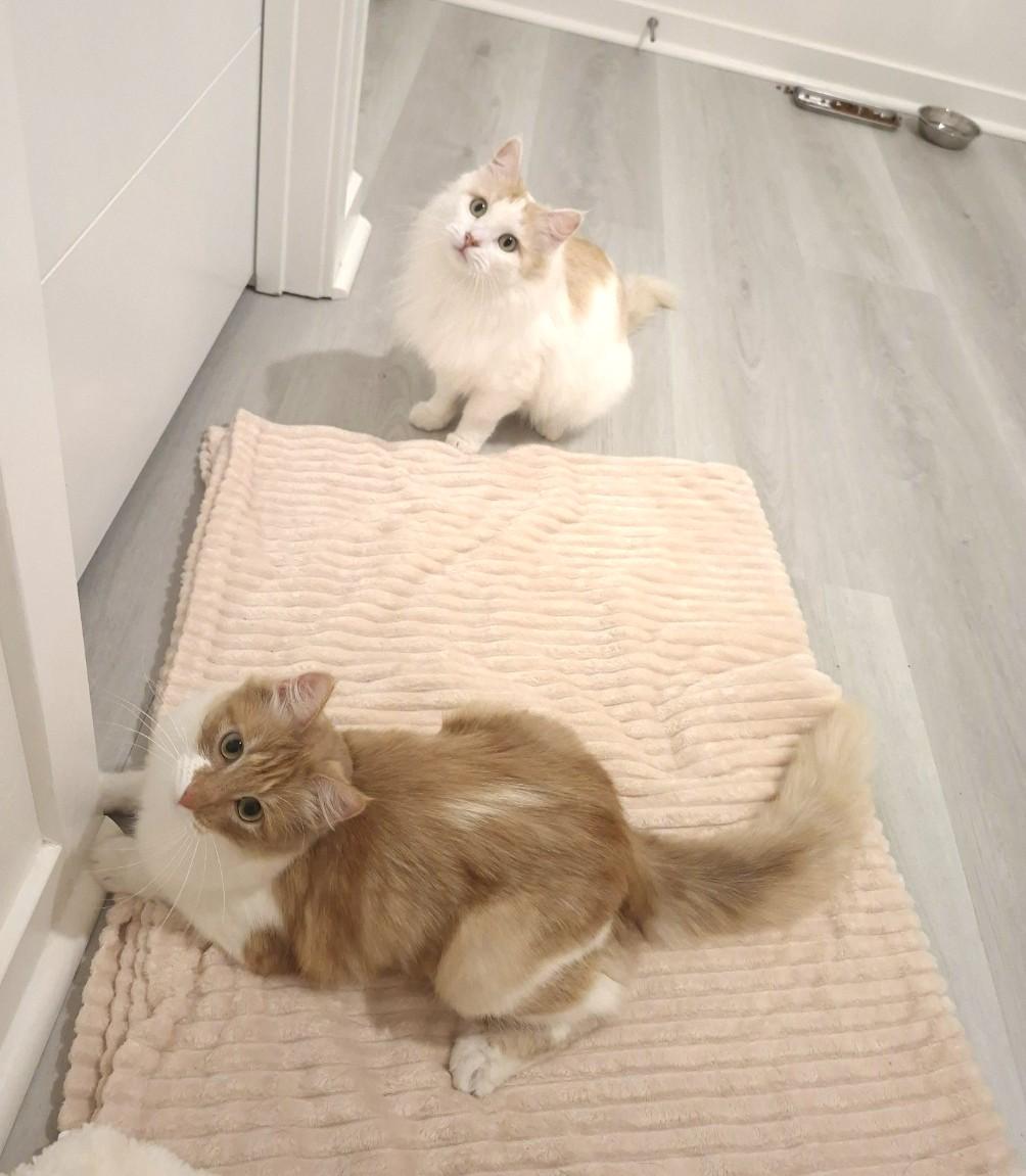 Bliss & Haven thumbnail 4