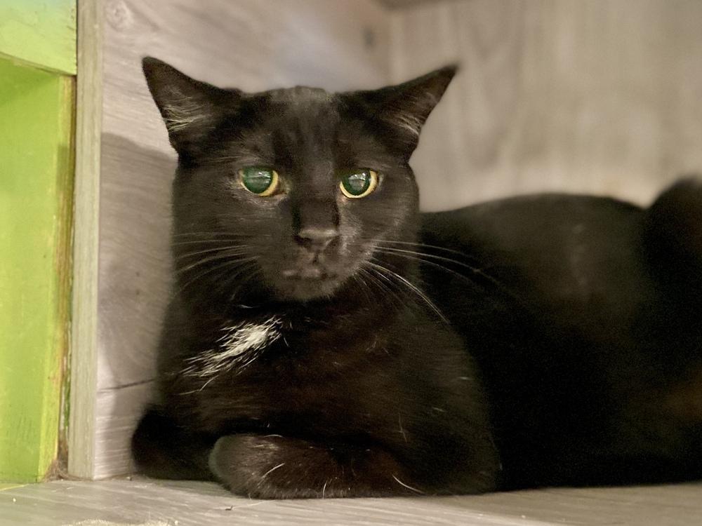 Enlarge Ferny, a Adoptable mixed breed in New Cumberland, WV image 1/2