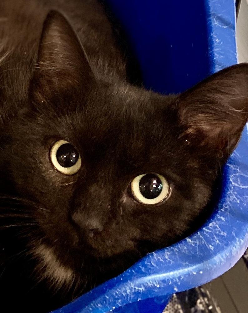 Enlarge Ferny, a Adoptable mixed breed in New Cumberland, WV image 2/2