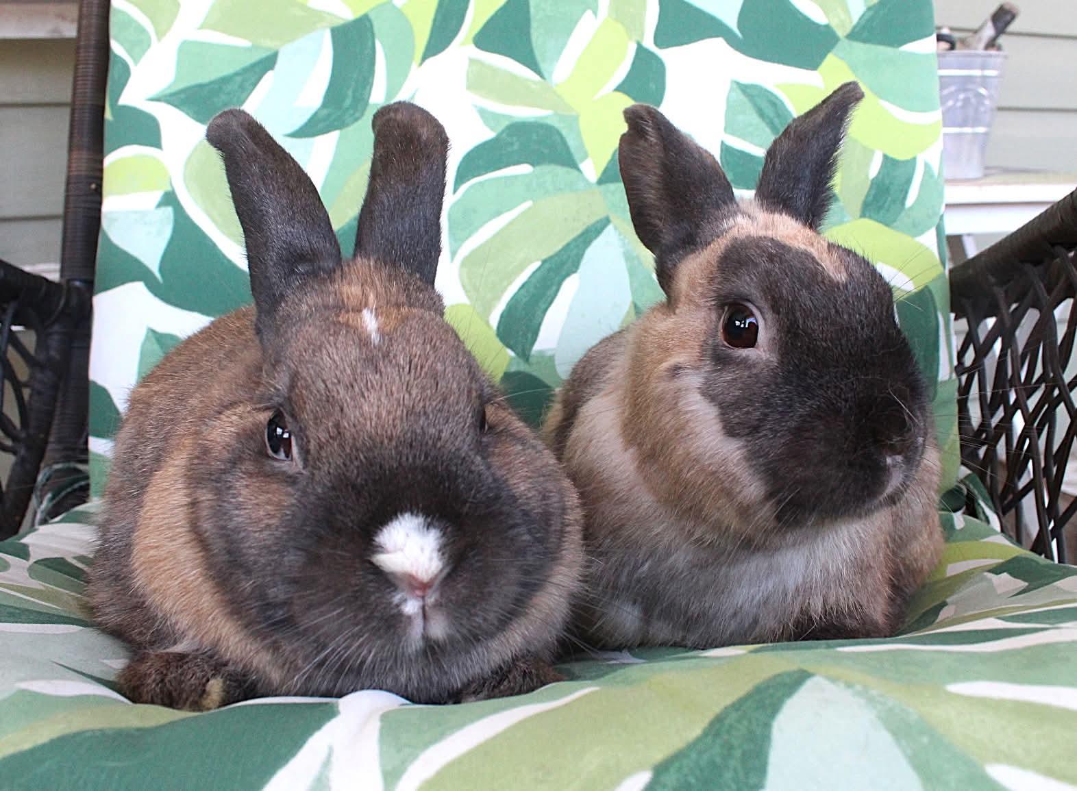 Linus and Lucy, ADOPTABLE, Adult Male American.