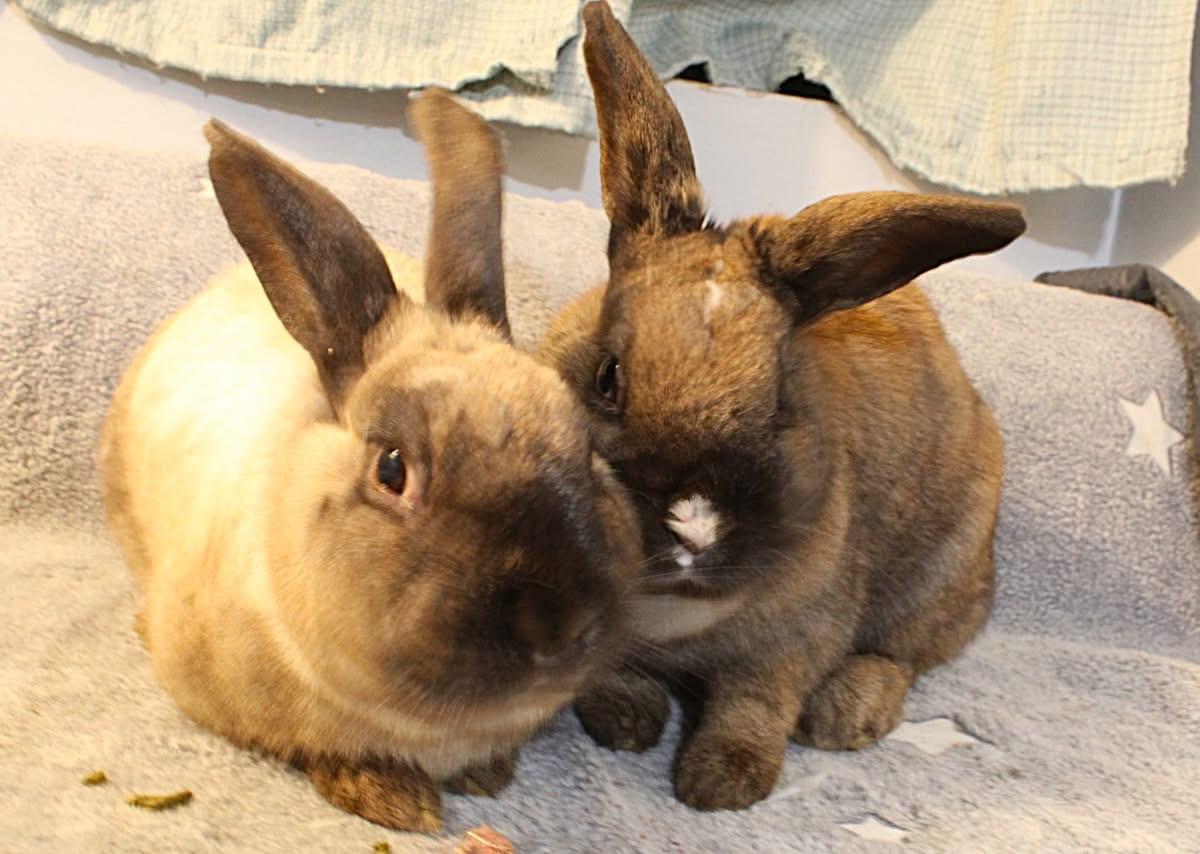 Enlarge Linus and Lucy, a ADOPTABLE American in Hillside, NJ image 3/3
