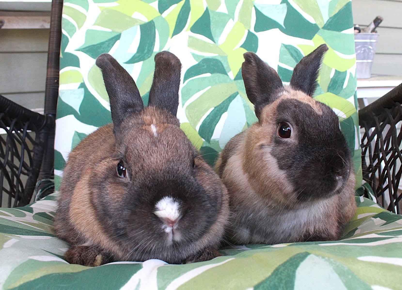 Enlarge Linus and Lucy, a ADOPTABLE American in Hillside, NJ image 3/3