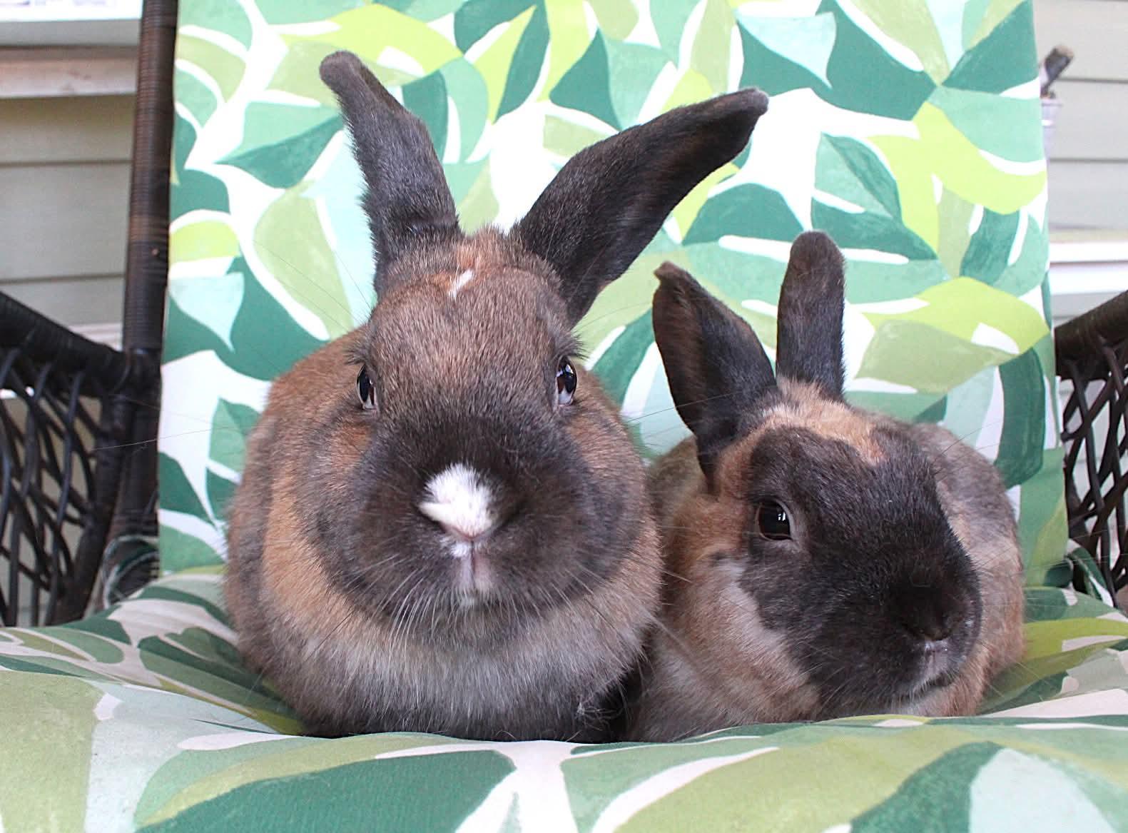 Enlarge Linus and Lucy, a ADOPTABLE American in Hillside, NJ image 2/3