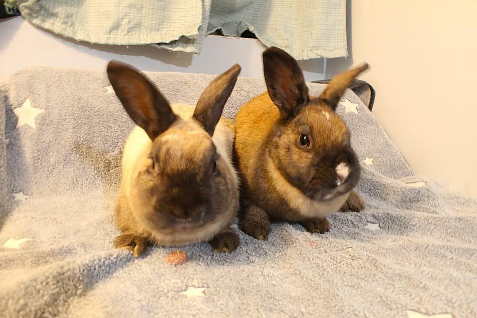 Linus and Lucy, ADOPTABLE, Adult Male American.