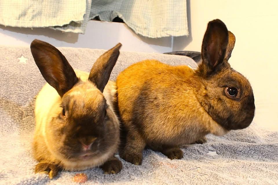 Enlarge Linus and Lucy, a ADOPTABLE American in Hillside, NJ image 2/3