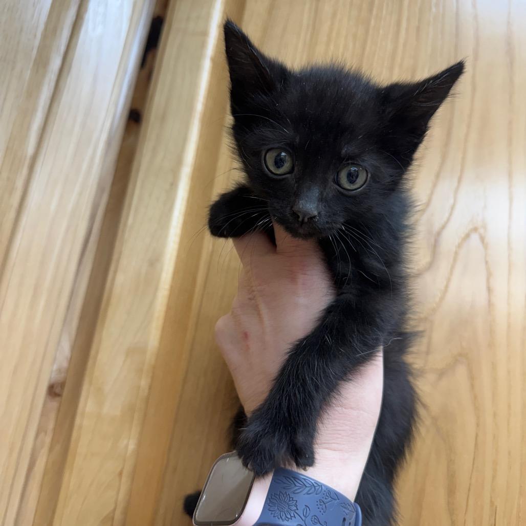 Thing, Adoptable, Kitten Male Domestic Long Hair & American Shorthair.