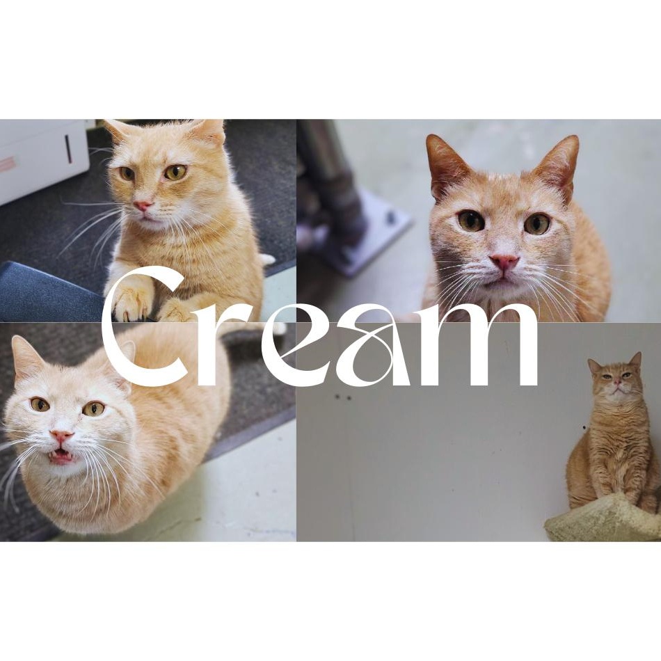 Cream
