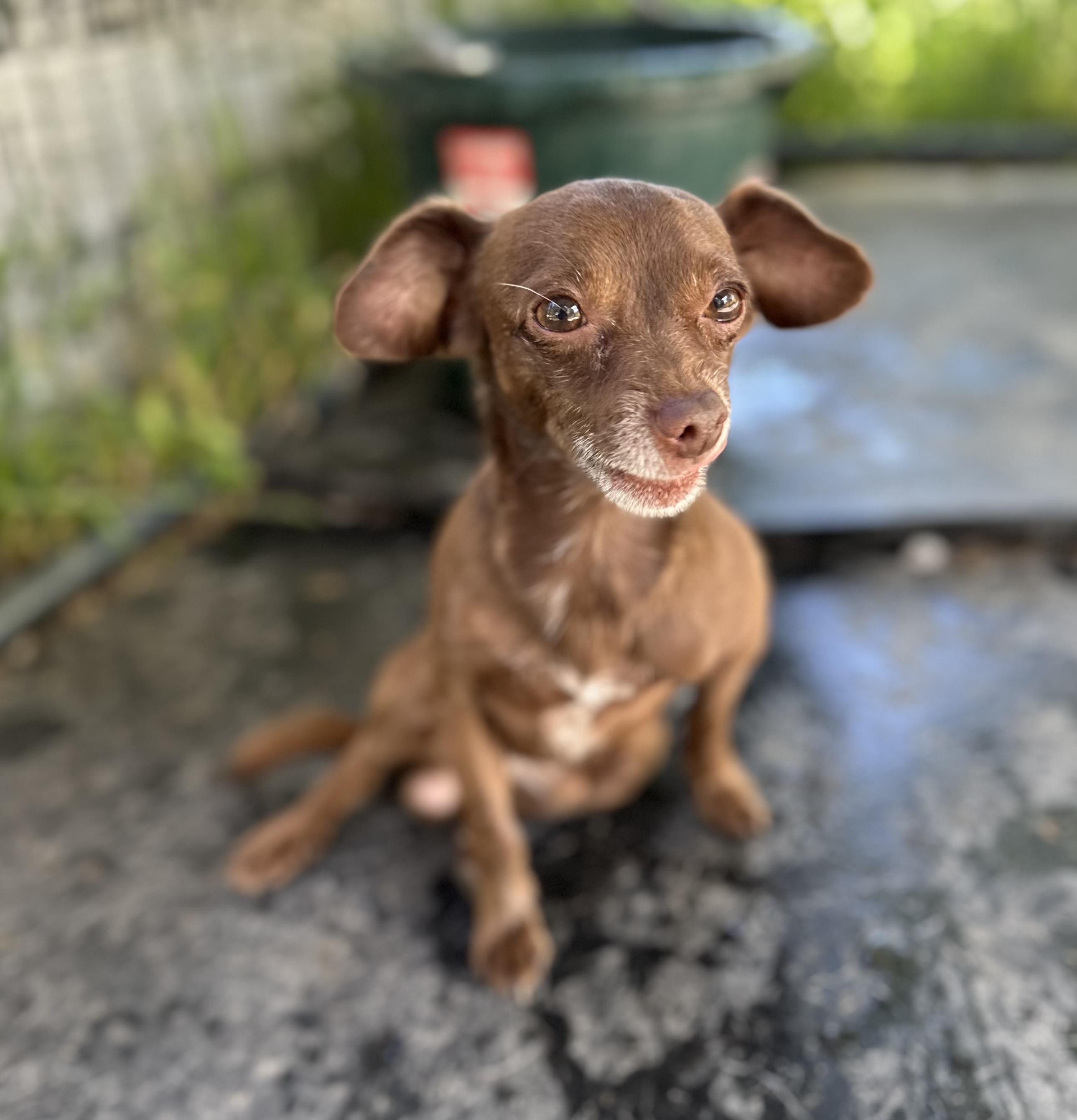 Coco
