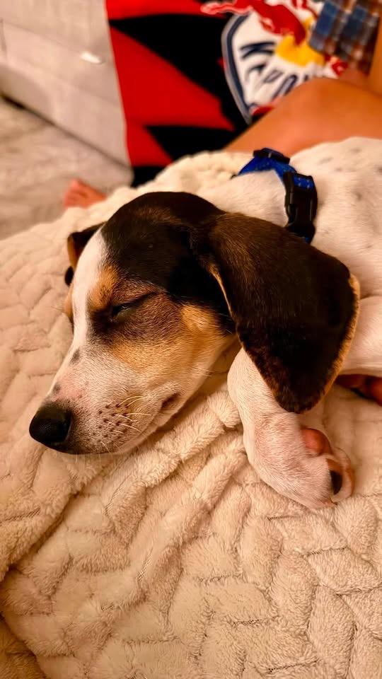 Enlarge Gigi, a ADOPTABLE mixed breed in Succasunna, NJ image 4/4
