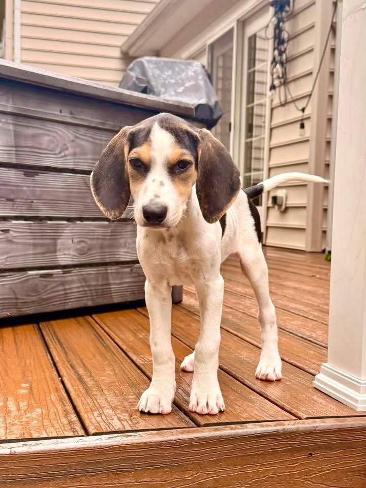 Enlarge Gigi, a ADOPTABLE mixed breed in Succasunna, NJ image 2/4