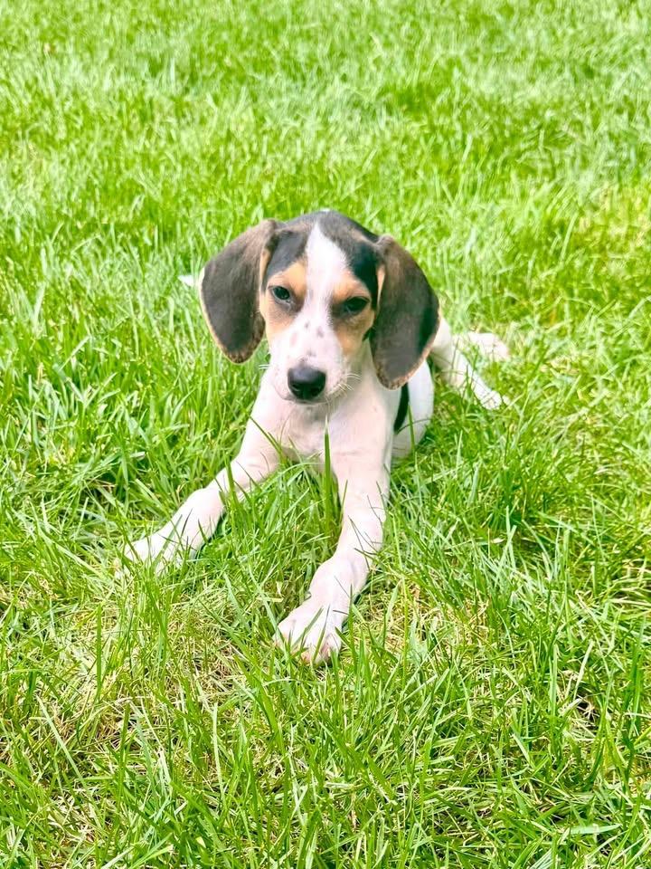 Enlarge Gigi, a ADOPTABLE mixed breed in Succasunna, NJ image 1/4