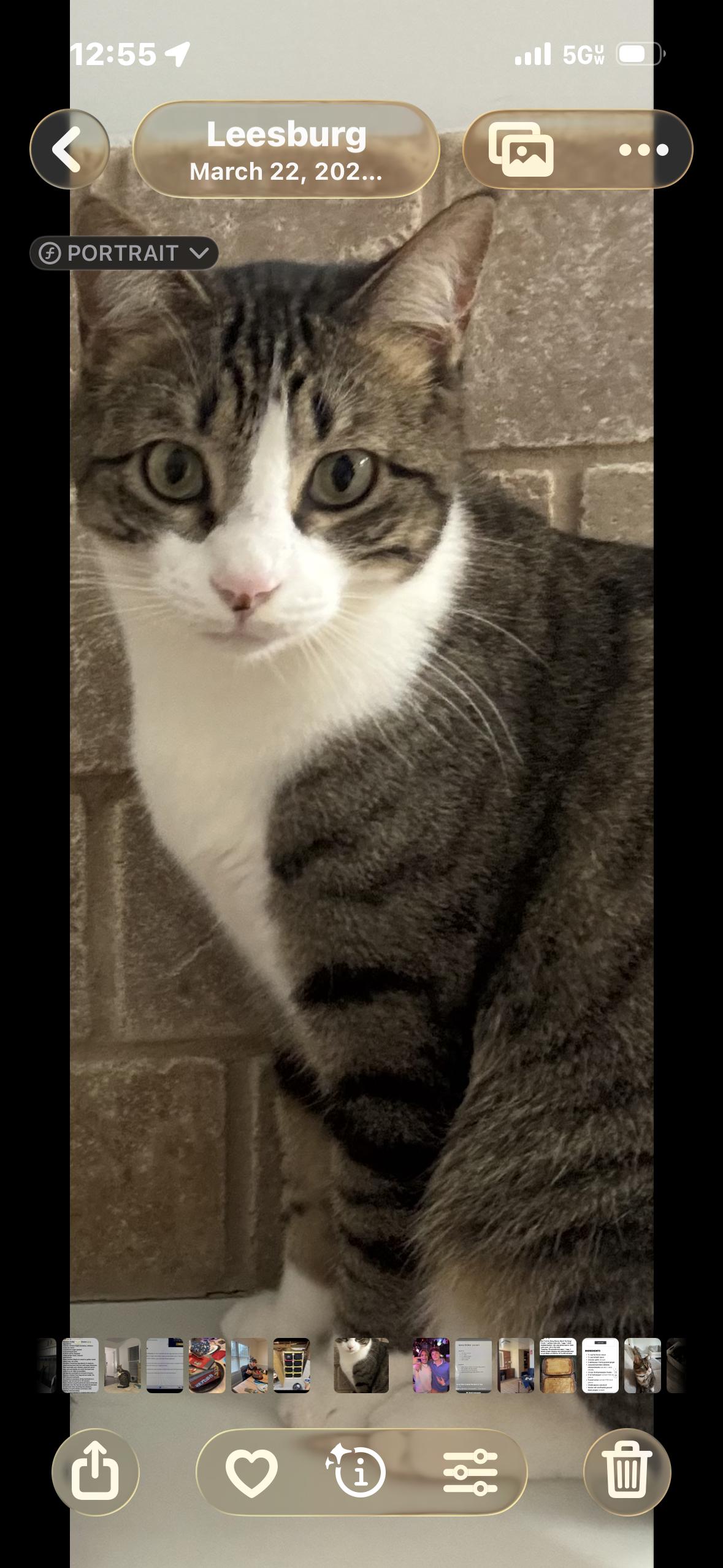 Lily, Adoptable, Adult Female Domestic Short Hair.