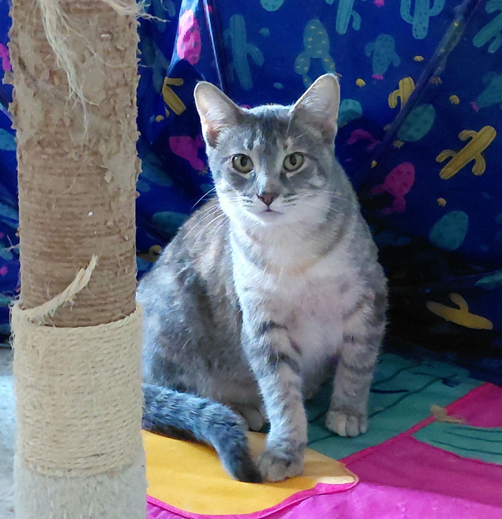 Pricilla, Adoptable, Kitten Female Domestic Short Hair.