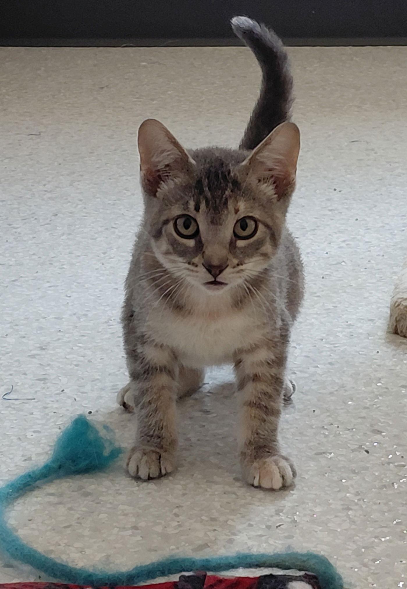 Pricilla, a Adoptable Domestic Short Hair in Montello, WI image 2/3