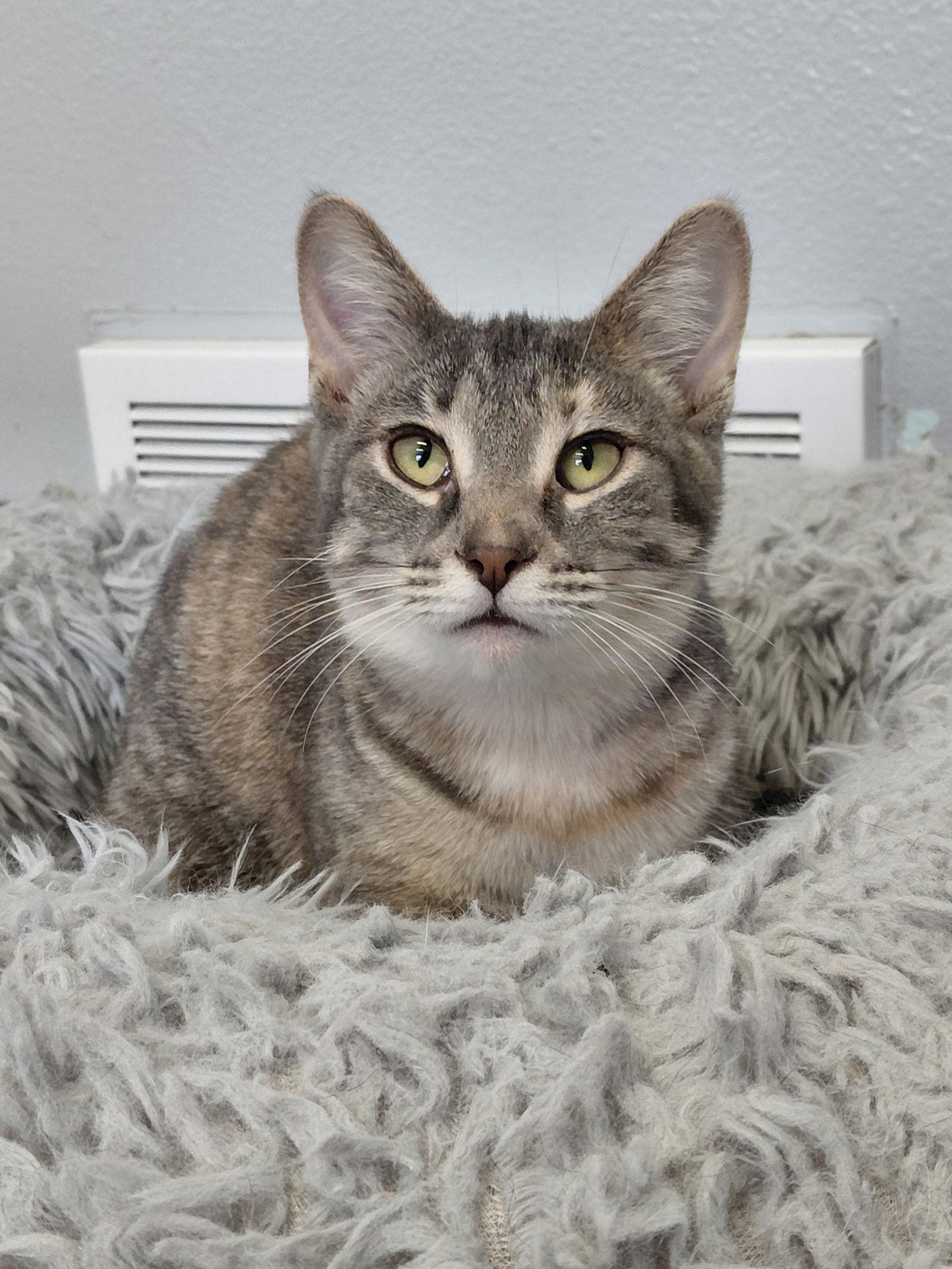 Pricilla, a Adoptable Domestic Short Hair in Montello, WI image 3/3