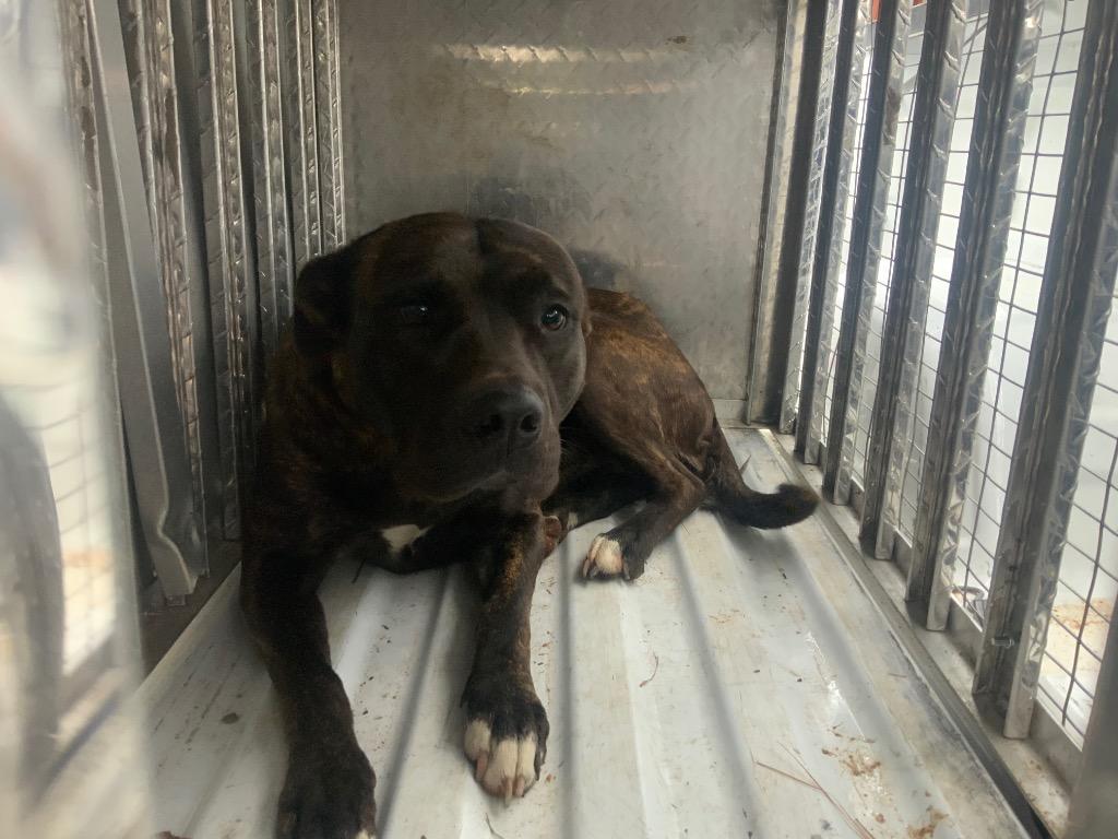 Enlarge Maria, a Adoptable mixed breed in Effingham, SC image 1/1