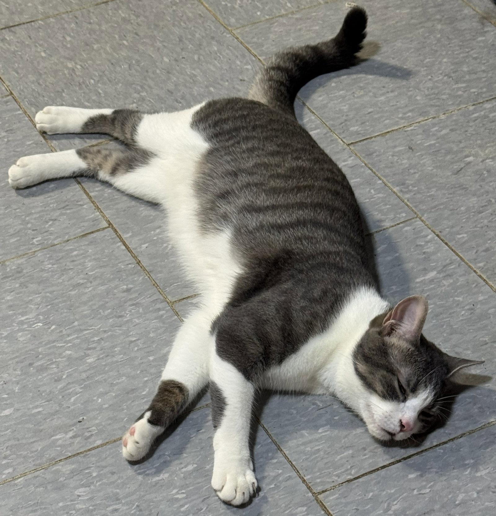 Spartacus, Adoptable, Adult Male Domestic Short Hair.