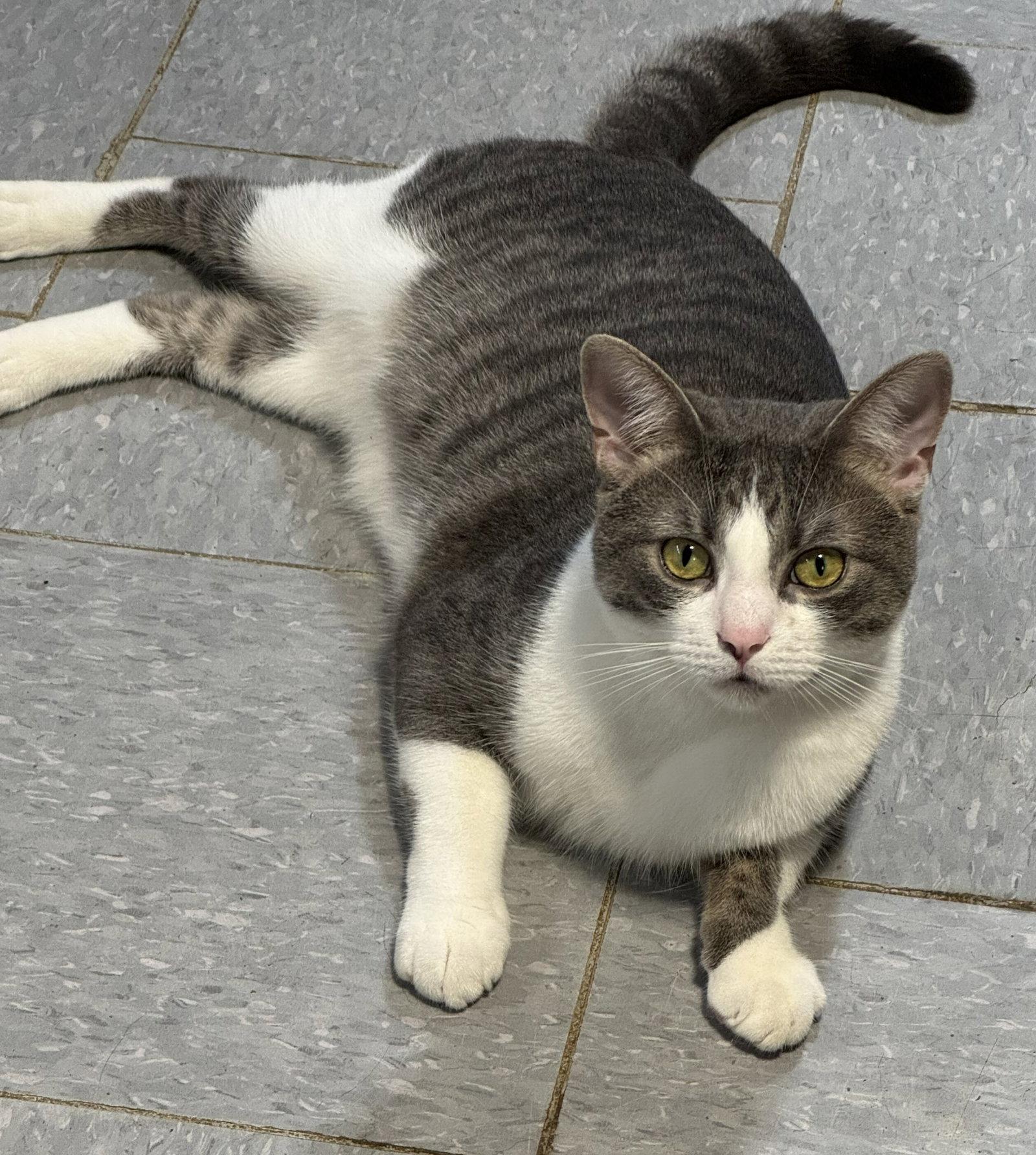 Enlarge Spartacus, a Adoptable Domestic Short Hair in Spring Lake, NJ image 2/2