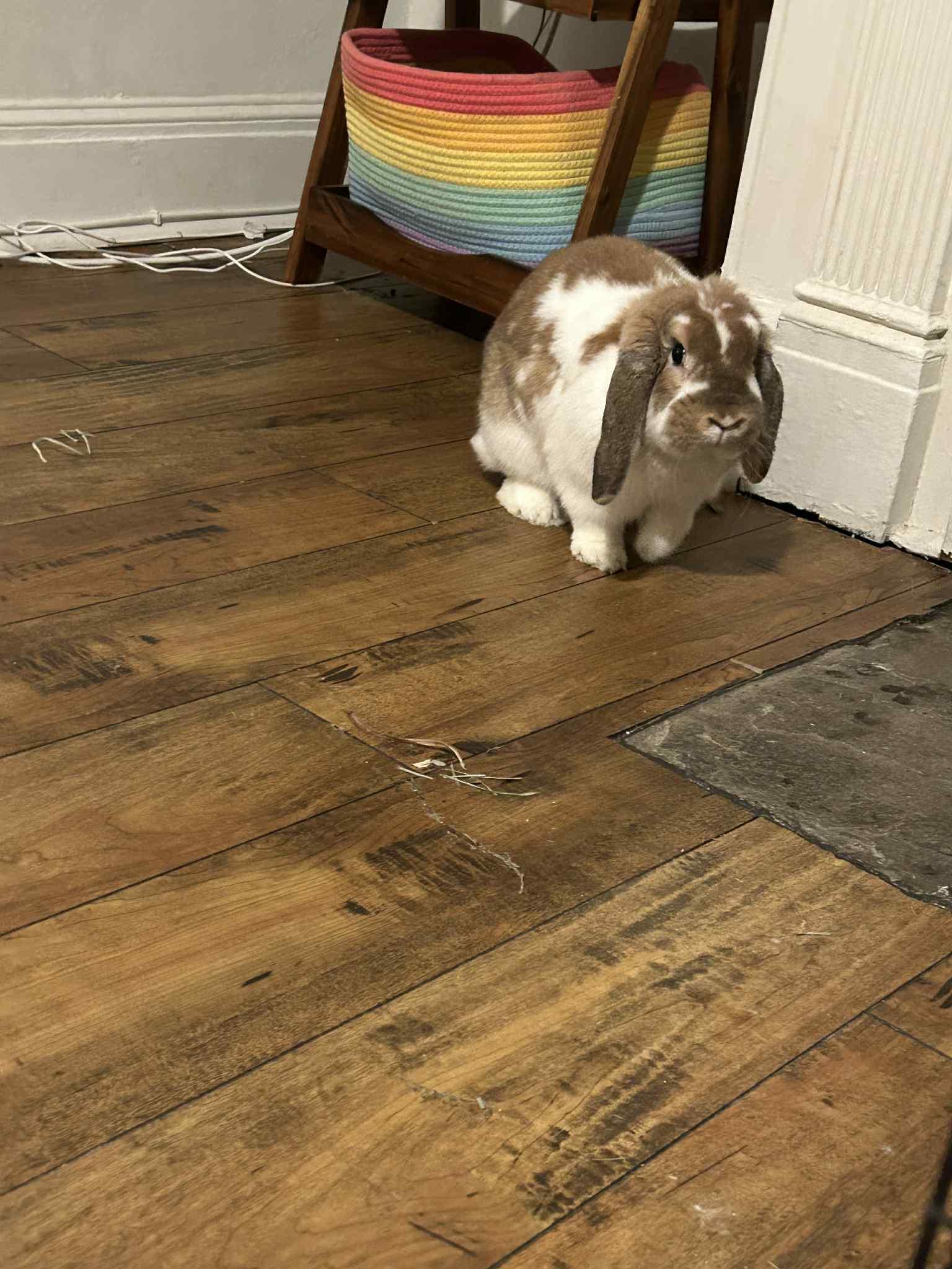 Enlarge Carmella, a Adoptable Lop Eared in Glenmoore, PA image 1/1