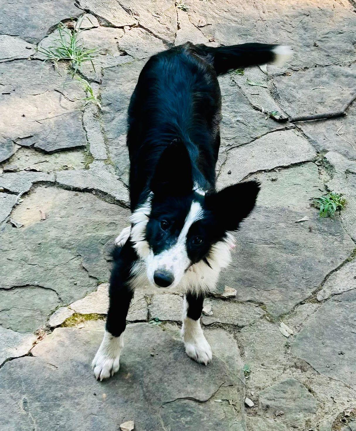 Ona, Adopted, Young Female Border Collie.