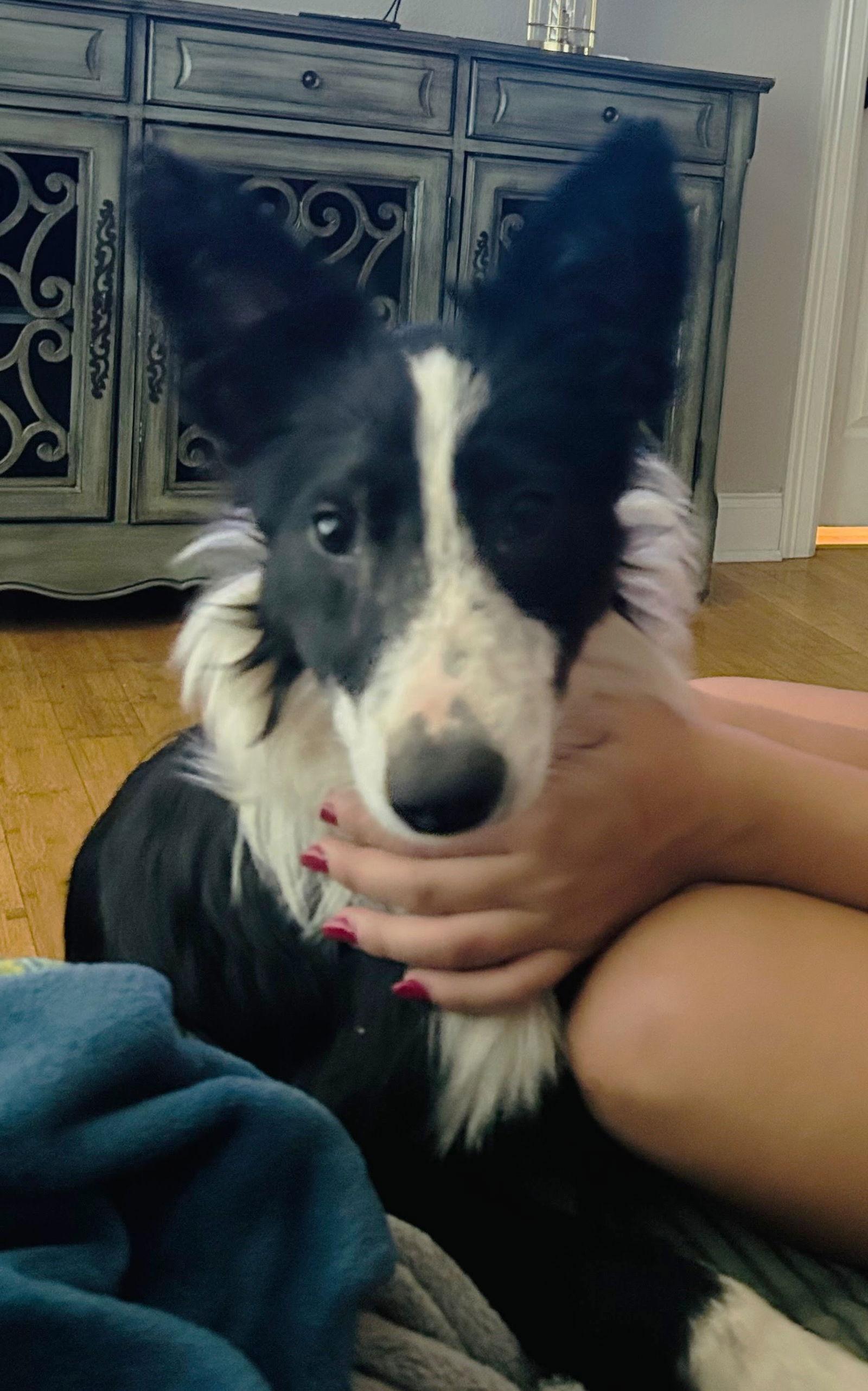 Enlarge Ona, a Adopted Border Collie in Winter Park, CO image 2/3