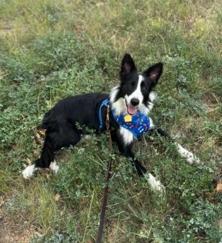 Enlarge Ona, a Adopted Border Collie in Winter Park, CO image 3/3