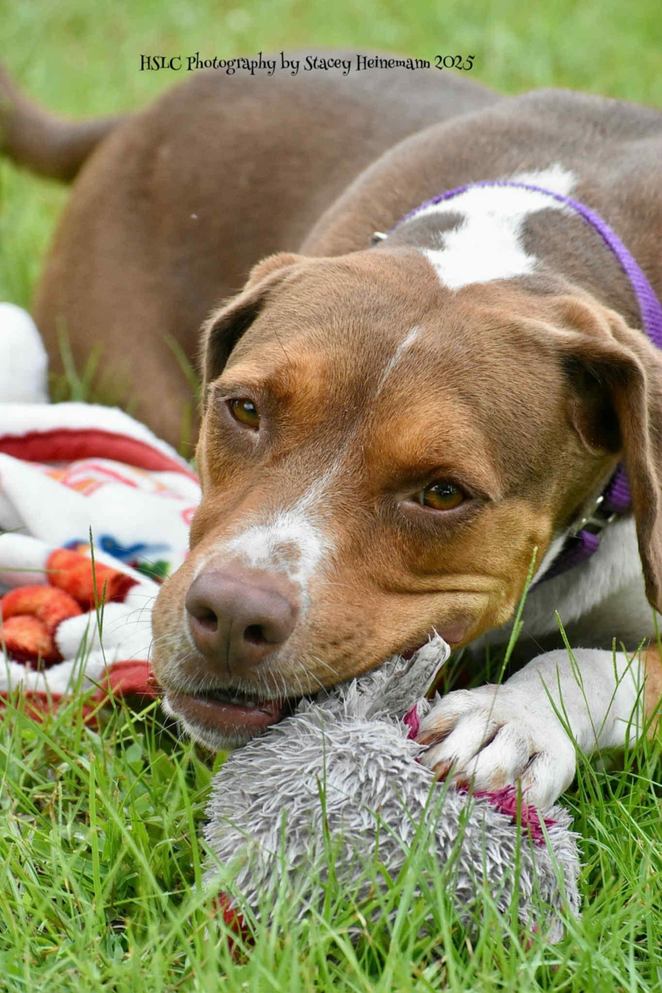 Moana *Trained*, Adoptable, Adult Female Hound.