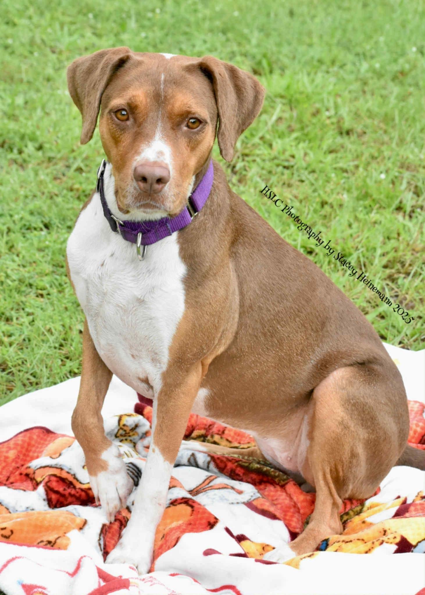 Moana *Trained*, a Adoptable mixed breed in Umatilla, FL image 6/6