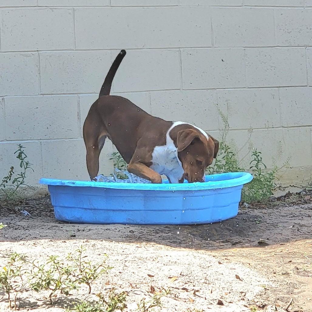 Moana *Trained*, a Adoptable mixed breed in Umatilla, FL image 4/6