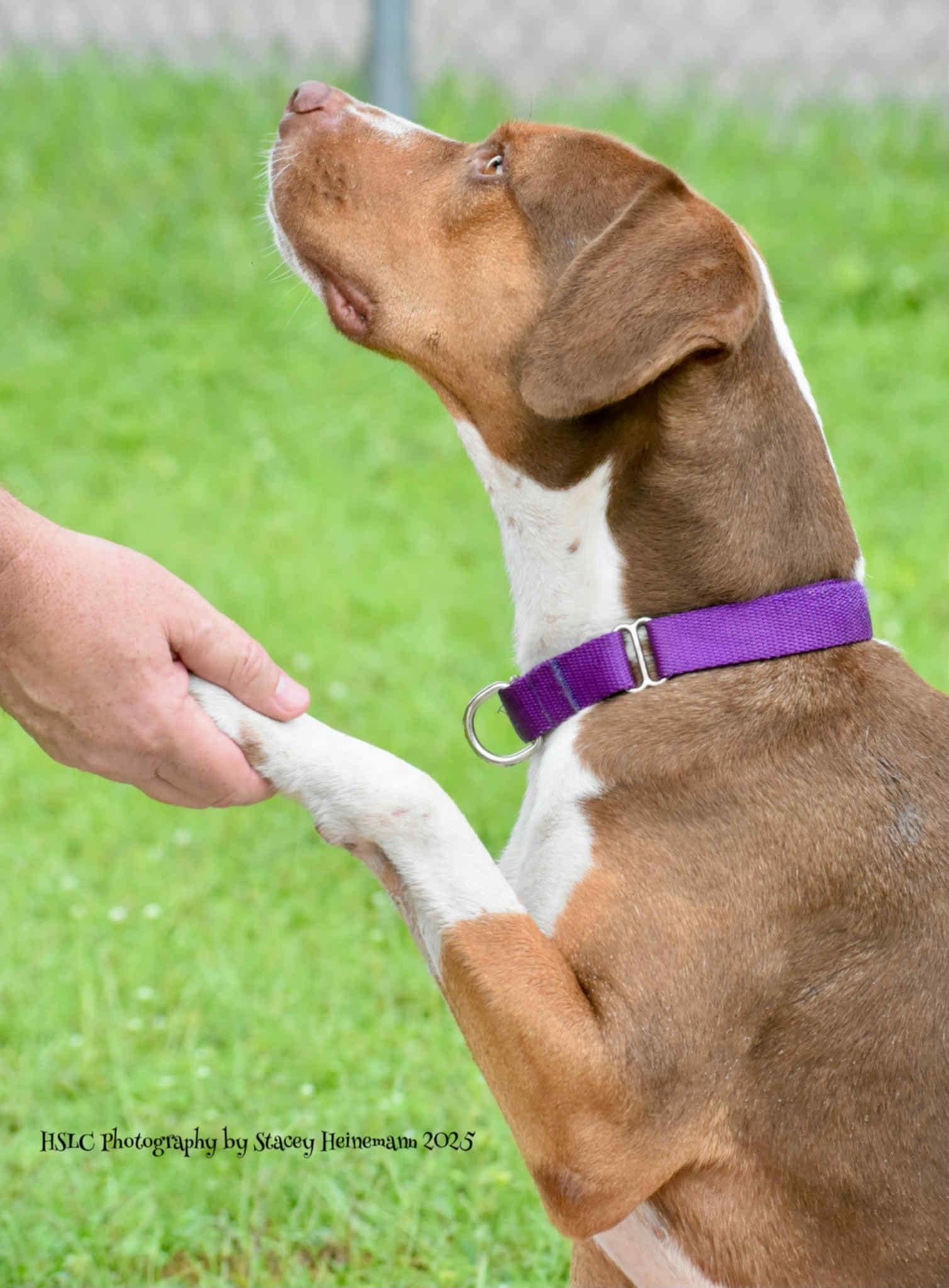 Moana *Trained*, a Adoptable mixed breed in Umatilla, FL image 2/6