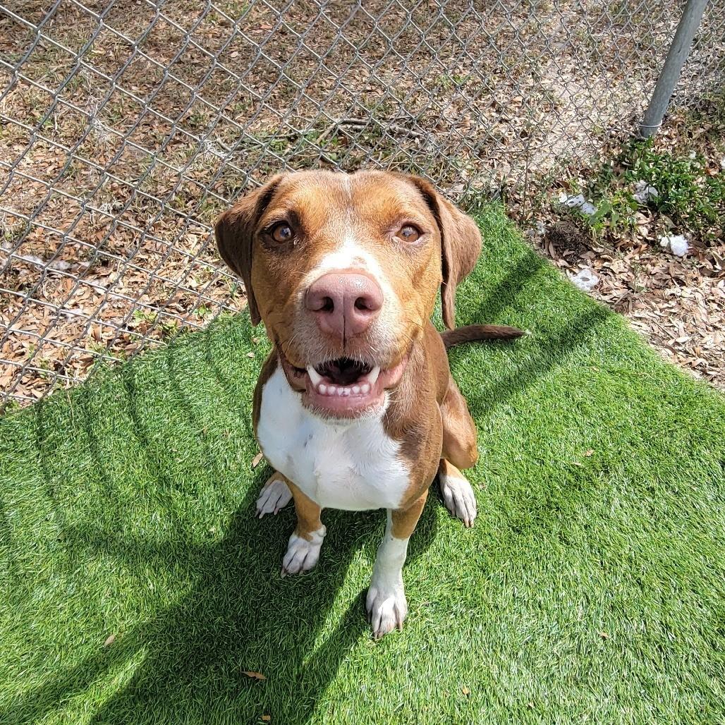 Moana *Trained*, Adoptable, Adult Female Hound.
