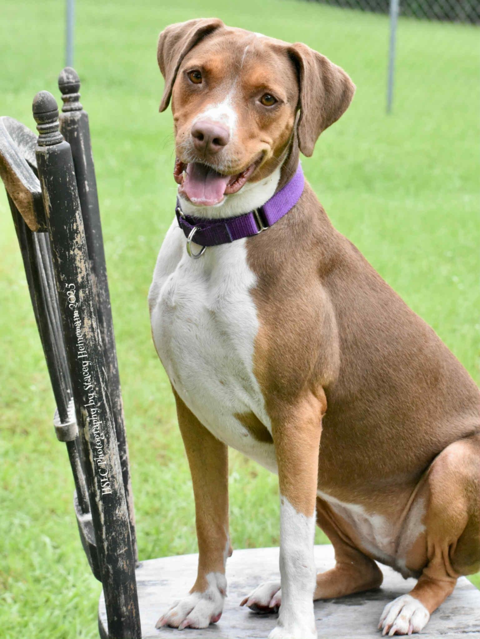Moana *Trained*, a Adoptable mixed breed in Umatilla, FL image 5/6