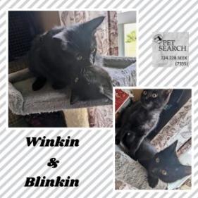 Enlarge Winkin, a Adoptable Domestic Short Hair in Washington, PA image 2/3
