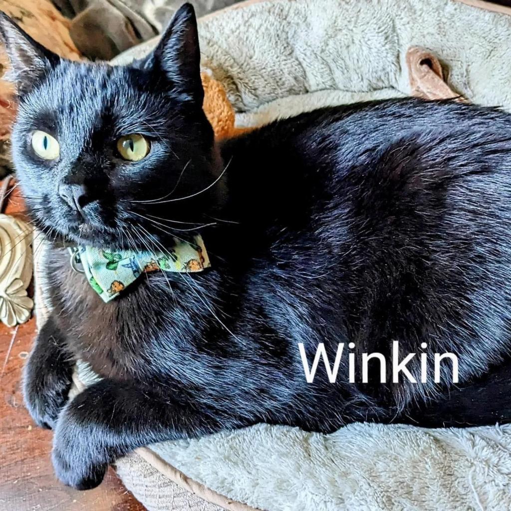 Enlarge Winkin, a Adoptable Domestic Short Hair in Washington, PA image 3/3