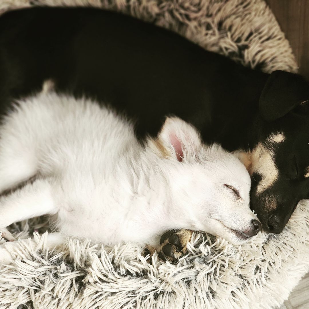 Pearl, Adopted, Puppy Female Pomeranian & Chihuahua.