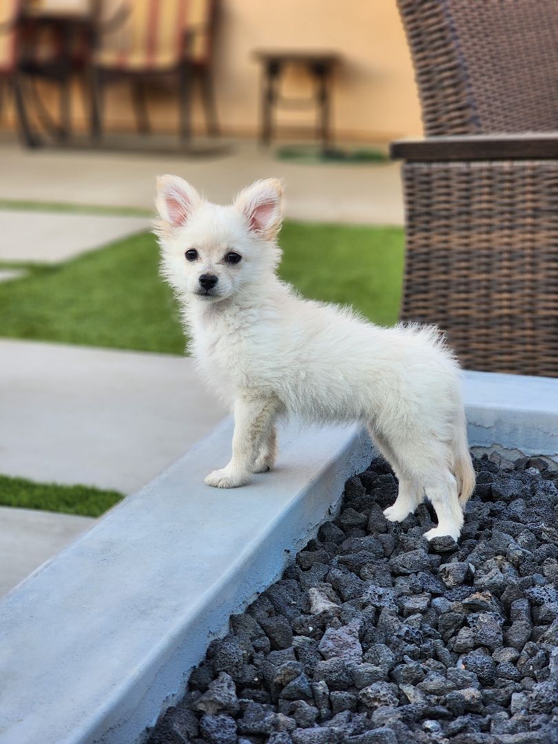 Enlarge Pearl, a Adopted mixed breed in La Quinta, CA image 2/8