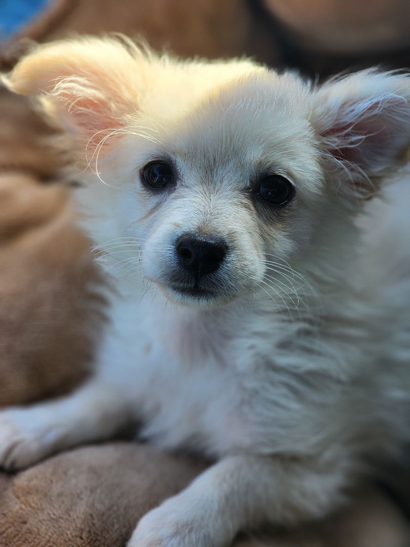Enlarge Pearl, a Adopted mixed breed in La Quinta, CA image 3/8