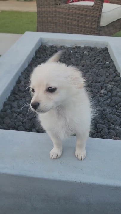 Enlarge Pearl, a Adopted mixed breed in La Quinta, CA video 8/8