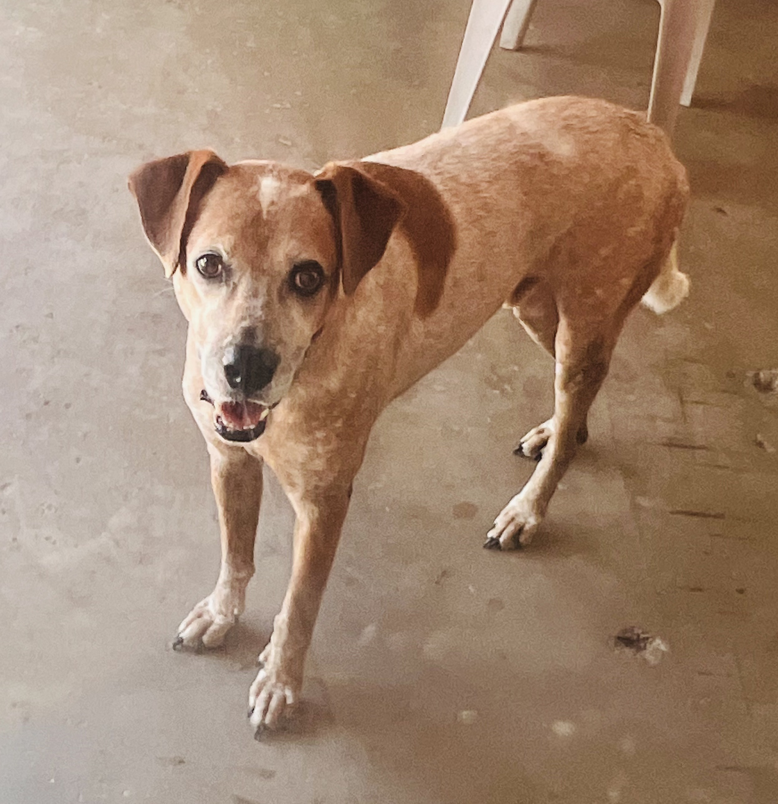 Hercules, an adoptable Cattle Dog in Kingwood, TX, 77325 | Photo Image 1