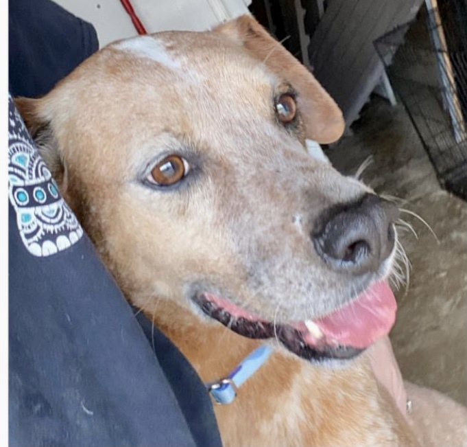 Enlarge Hercules, a Adoptable mixed breed in Kingwood, TX image 13/15