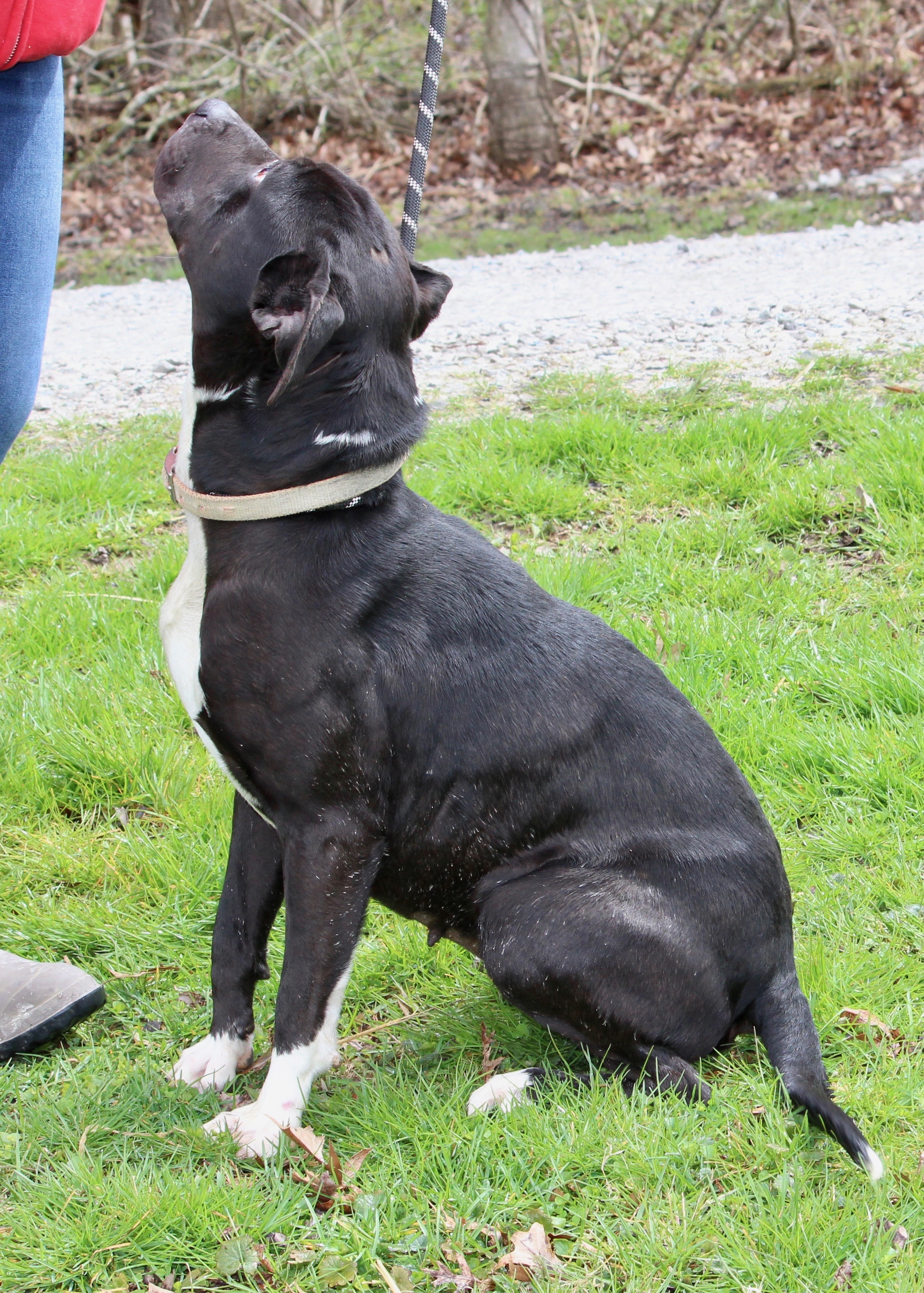 DAISY, Adoptable, Adult Female Mixed Breed.