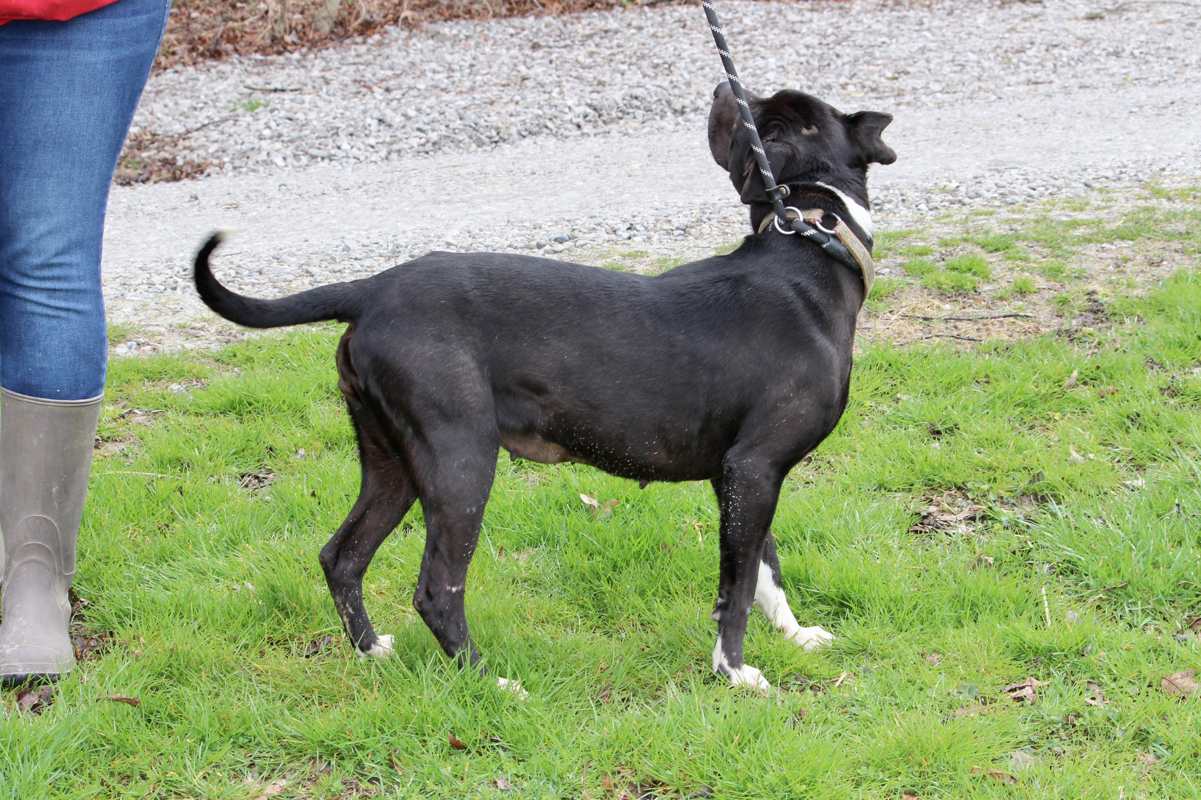 DAISY, a Adoptable Mixed Breed in Brazil, IN image 2/6