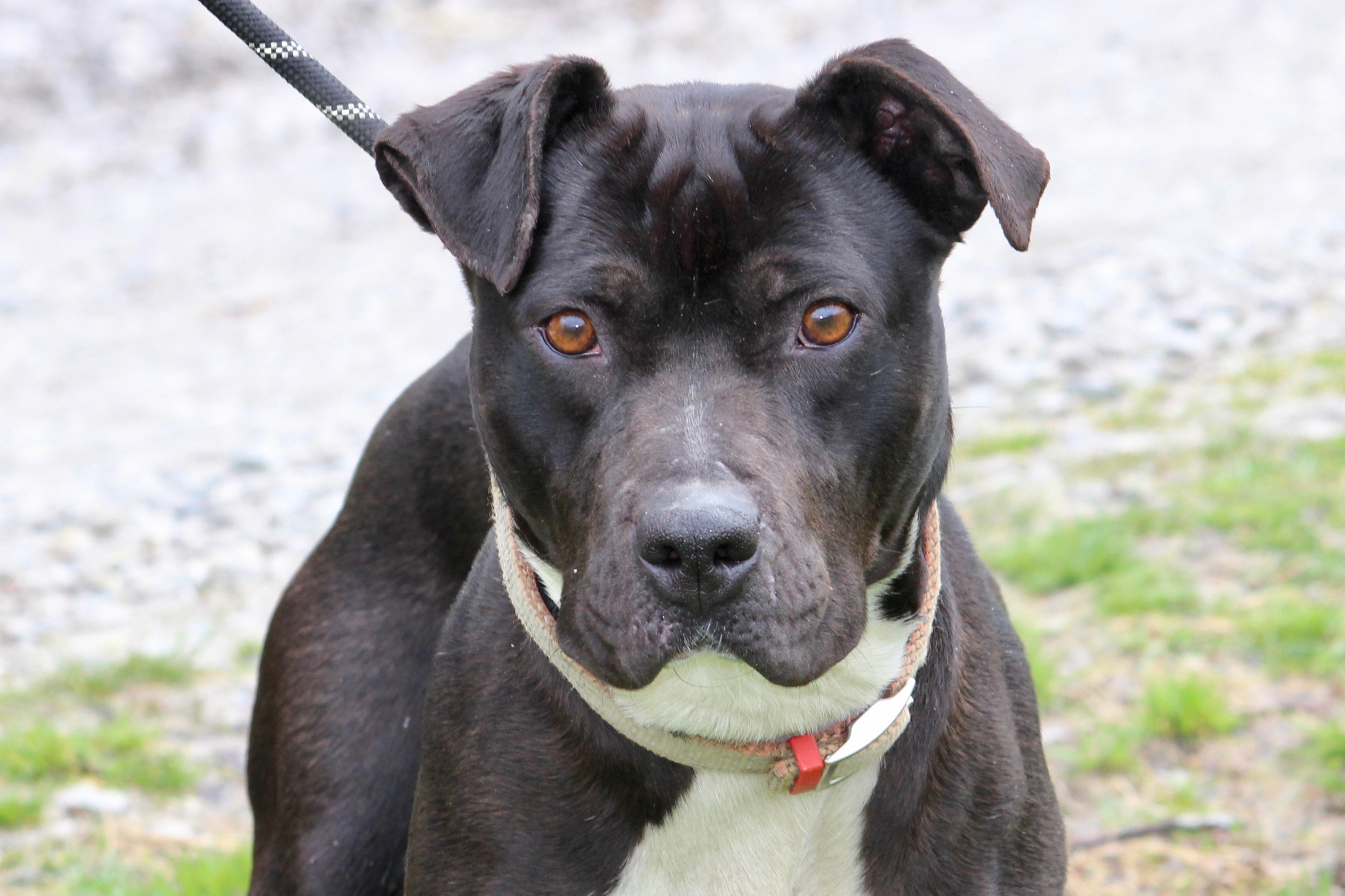 DAISY, a Adoptable Mixed Breed in Brazil, IN image 3/6