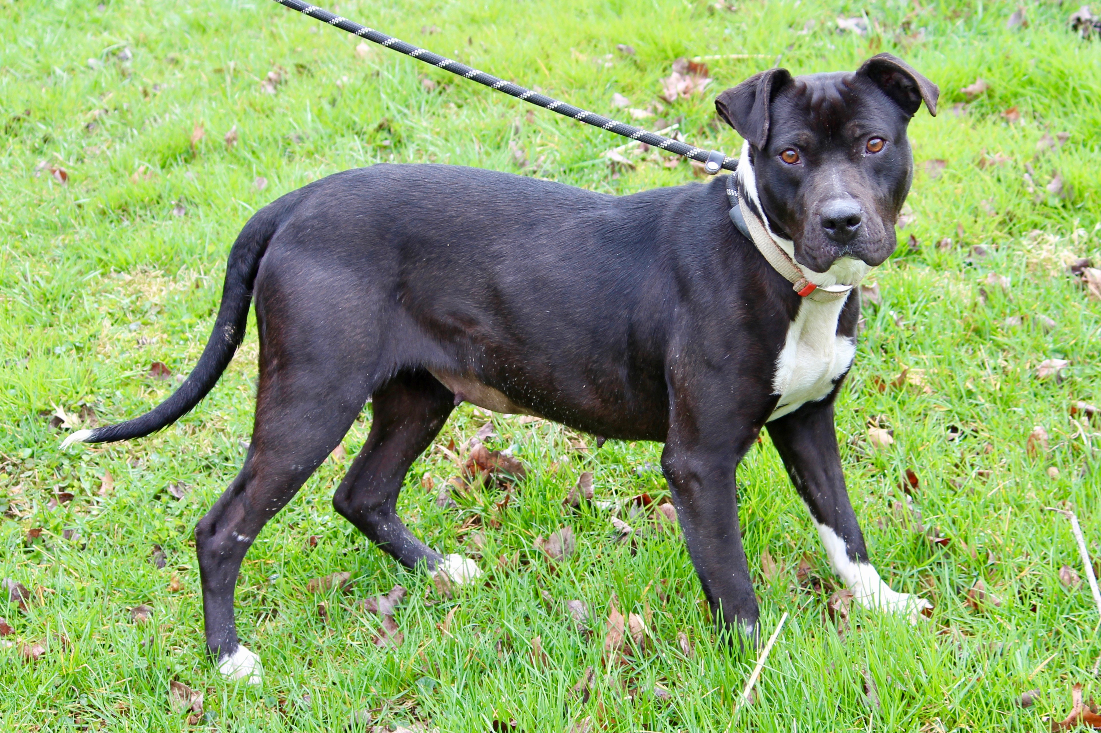 DAISY, a Adoptable Mixed Breed in Brazil, IN image 4/6