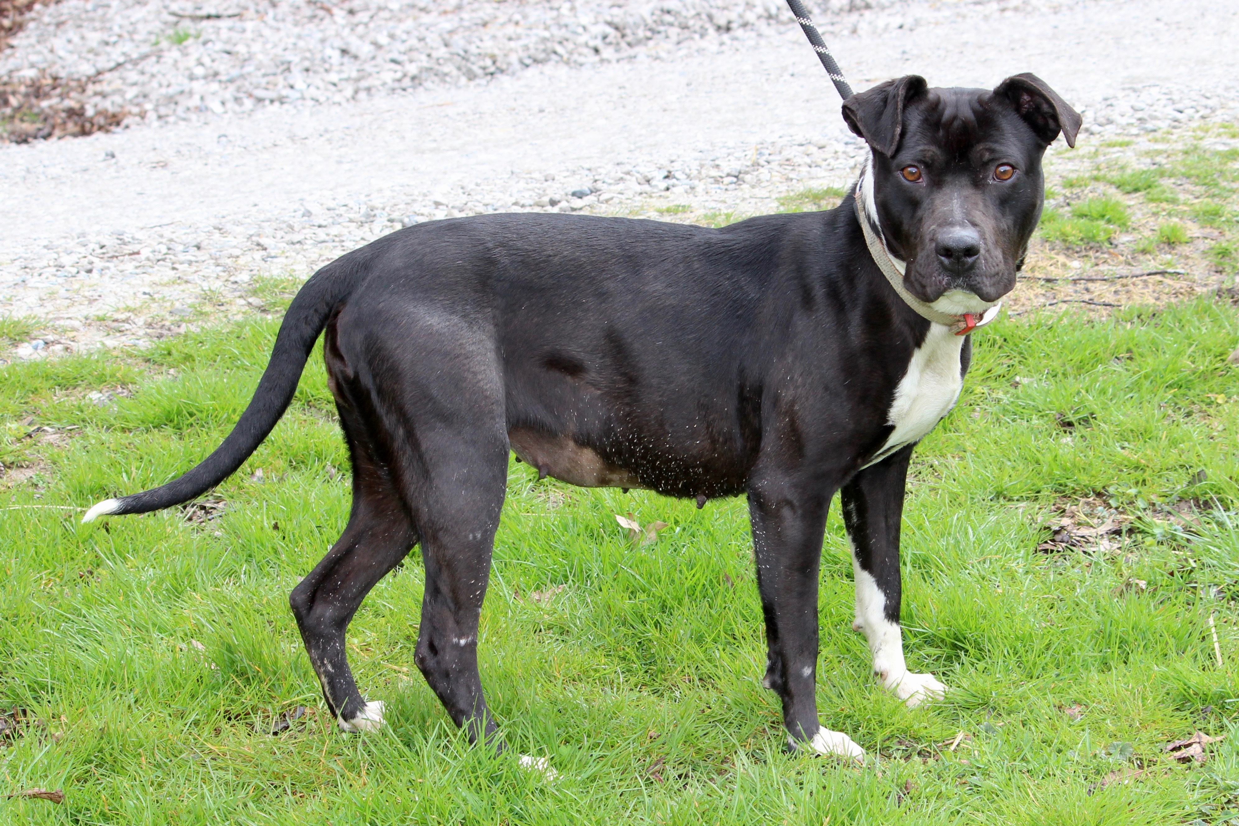 DAISY, a Adoptable Mixed Breed in Brazil, IN image 5/6