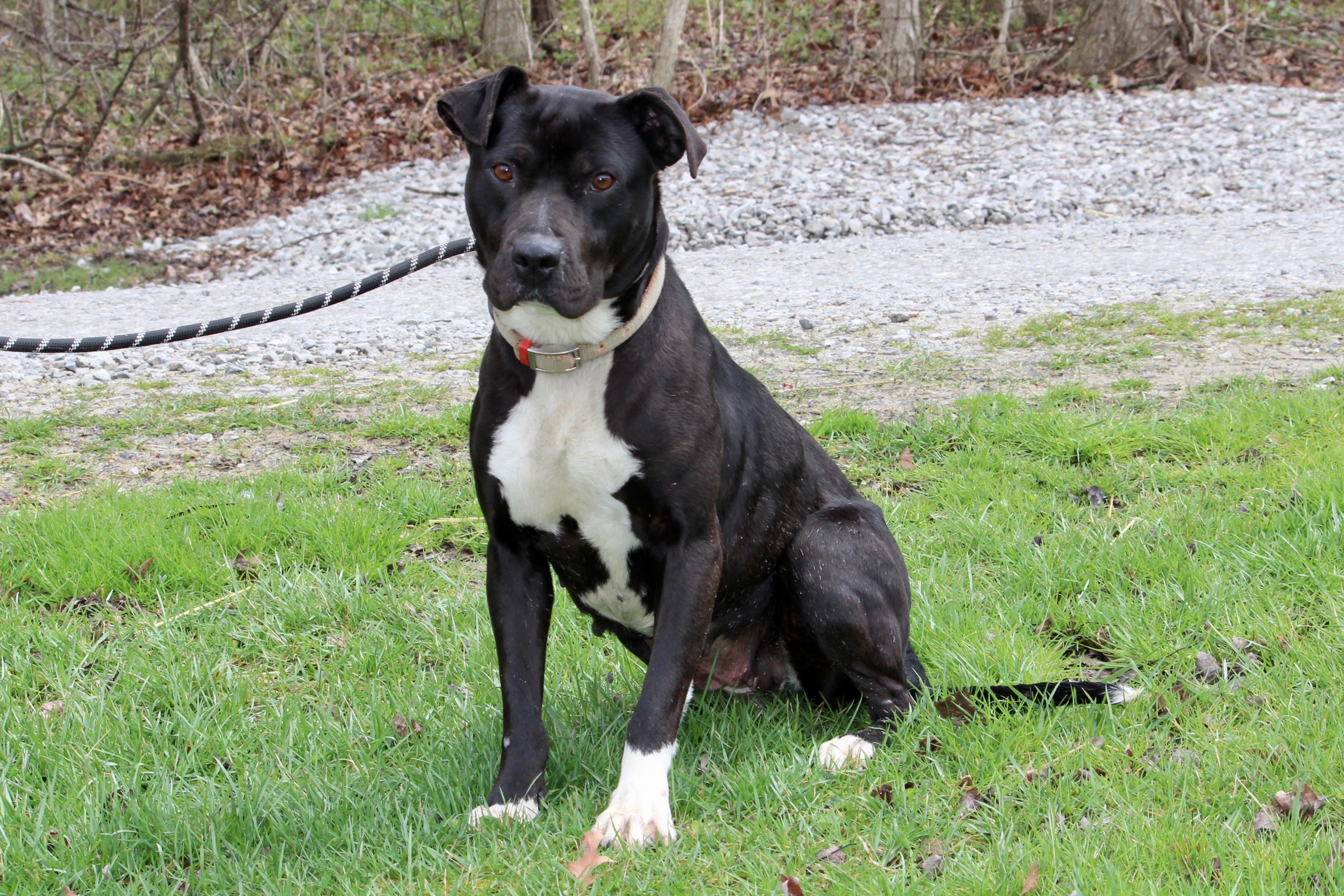 DAISY, a Adoptable Mixed Breed in Brazil, IN image 6/6